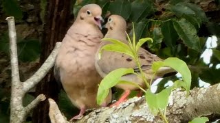 Mourning dove call  coo  sounds  Bird [upl. by Brewster795]