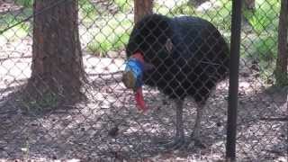 Cassowary calling [upl. by Wachter]