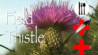 Field Thistle Edible amp Medicinal [upl. by Eustacia540]