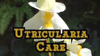 How to Grow Utricularia alpina with bloom and care tips [upl. by Afrika]