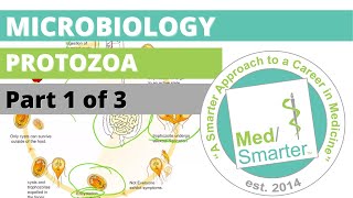 Protozoa  Microbiology  USMLE STEP 1  Part 1 of 3 [upl. by Ielak]