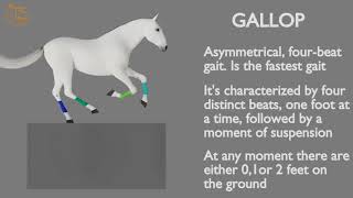 HORSE GAITS PART 04  GALLOP CYCLE ANALYSIS [upl. by Worthington]