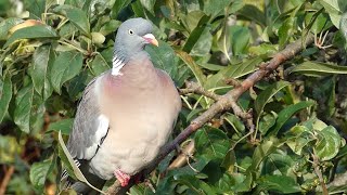 Wood Pigeon Call Columba palumbus [upl. by Ellegna213]