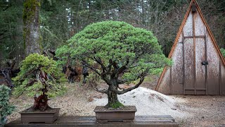 Repotting a Bonsai Monterey Cypress [upl. by Adao]