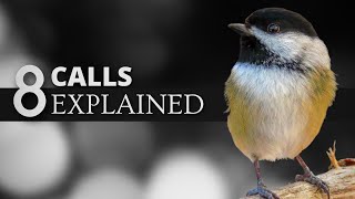 8 Blackcapped Chickadee Calls EXPLAINED [upl. by Vullo]