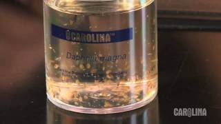 How to Care for Daphnia [upl. by Schaper]