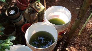 How to grow Green Water Algae [upl. by Eiramesor504]