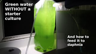 Green Water WITHOUT a Starter Culture  From Scratch  How To [upl. by Araminta]