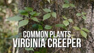 Common Plants Virginia Creeper [upl. by Cyrilla]