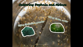 How To Culture Daphnia and Moinas using Green Water Spirulina powder [upl. by Luaped78]