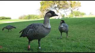 NeNe Hawaiian Goose Bird Call Bird Song [upl. by Ellehsyt]