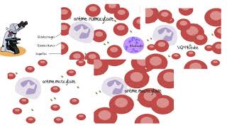 Comprendre les analyses sanguines [upl. by Aenit225]