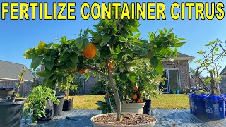 Complete Guide To FERTILIZING CITRUS TREES In Containers [upl. by Obie]