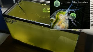 Raising Daphnia for the Freshwater Aquarium [upl. by Alidis]