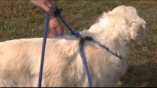 Harness Lead 1 minute video [upl. by Inasah]