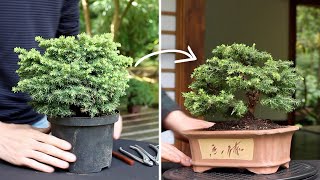 How to make a Bonsai tree [upl. by Caia]