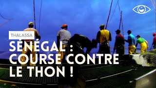 Course contre le thon  Thalassa [upl. by Llert]