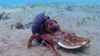 Coconut Octopus stilt walking collecting shells to use as armor  Amphioctopus marginatus [upl. by Zed]