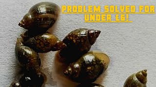 BEST and EASIEST way to remove All pest snails 100 GUARANTEED [upl. by Rosamond]