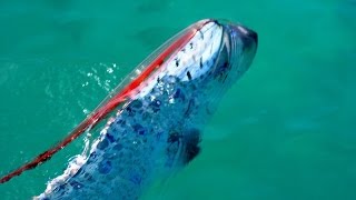 OARFISH rare sighting in shallow waters of California [upl. by Largent]