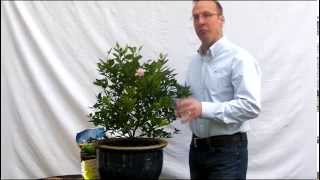 Fertilizing your Citrus Tree [upl. by Atilem]