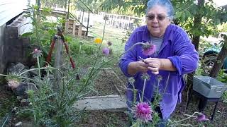 Bull Thistle [upl. by Nirra887]