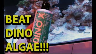 How to beat dinoflagellates in a reef tank [upl. by Vesta362]