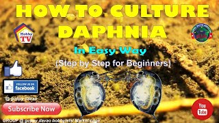 HOW TO CULTURE DAPHNIA In Easy Way [upl. by Mellins]