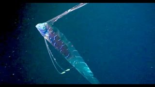 Oarfish The Ultimate Fish Tale [upl. by Darach121]