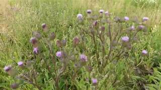 Edible Canada Thistle aka Creeping Thistle [upl. by Bentlee]