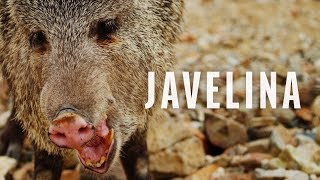 Critter Spotlight  The Javelina [upl. by Jacinto714]